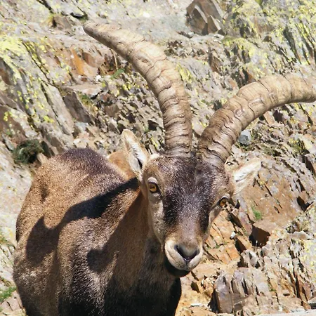 Vendégház Avenida Arenas de San Pedro