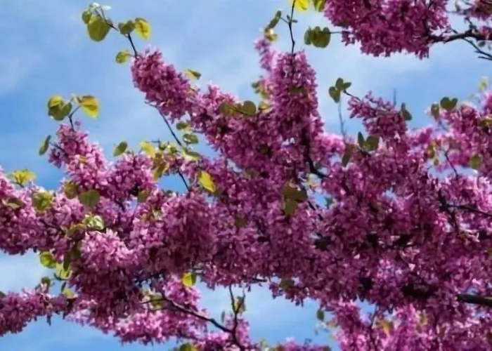 Avenida 게스트하우스 아레나스 데 산 페드로